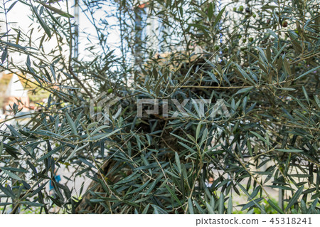 銀座索尼公園 45318241