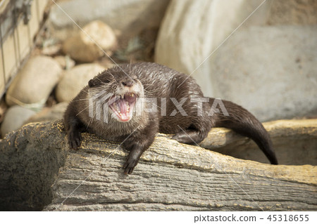 Otter Otter 45318655