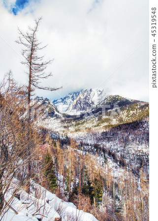 Spruce forest after natural disaster, High Tatras 45319548