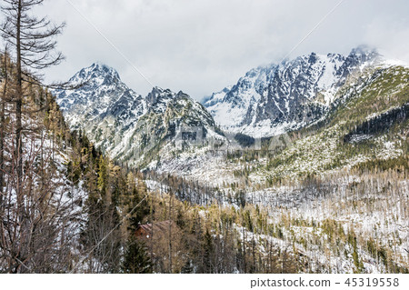 Spruce forest after natural disaster, High Tatras Spruce forest after natural disaster, High Tatras 45319558