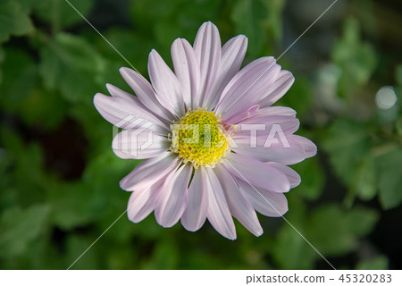 Chrysanthemum 14 45320283