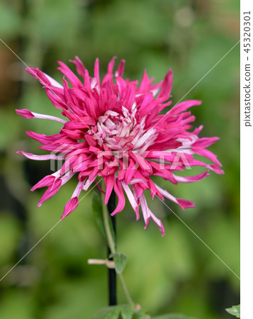 菊花31 45320301
