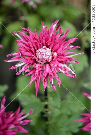 菊花35 45320305