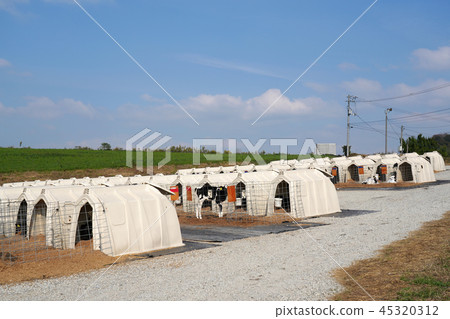 Ranch cattle breeding Ranch cattle breeding 45320312