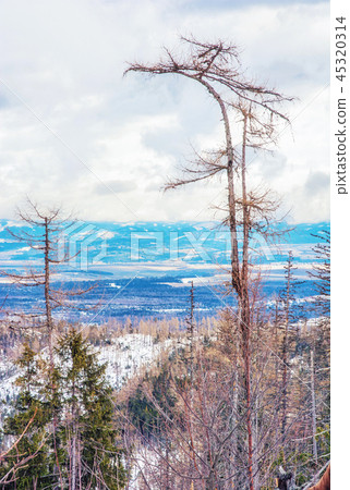 Spruce forest after natural disaster,High Tatras Spruce forest after natural disaster,High Tatras 45320314