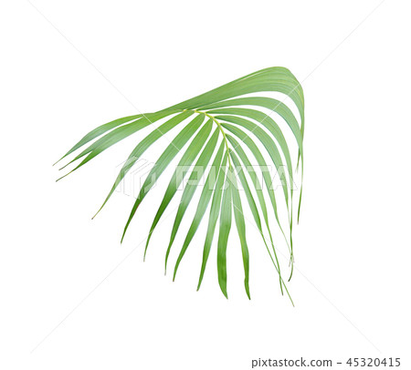 tropical green palm leaf isolated for background 45320415