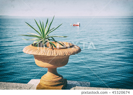 Succulent potted in ceramic pot, analog filter Succulent potted in ceramic pot, analog filter 45320674