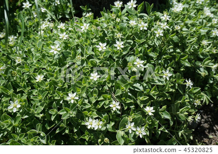 Alpine plants, flowers, butterflies Alpine plants, flowers, butterflies 45320825