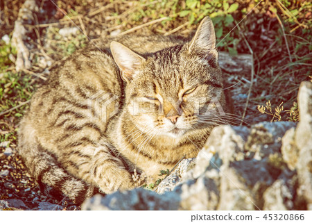 Domestic cat in nature, yellow filter 45320866
