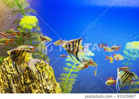 Yellow fish under water, sea scene 45320867