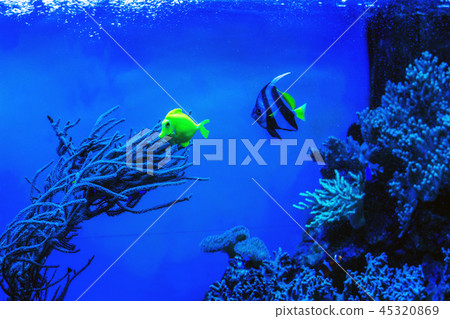 Blue and yellow fish under water 45320869