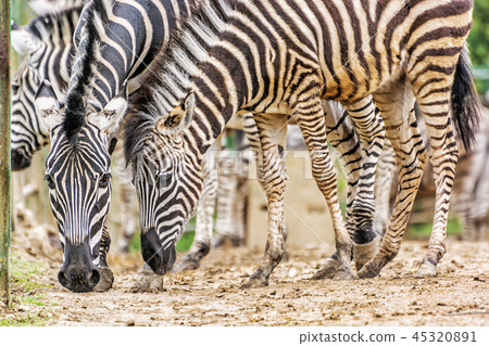 Herd of Chapman's zebra, animal scene Herd of Chapman's zebra, animal scene 45320891