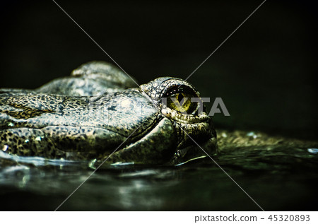 Eye of Gharial - Gavialis gangeticus, green filter Eye of Gharial - Gavialis gangeticus, green filter 45320893
