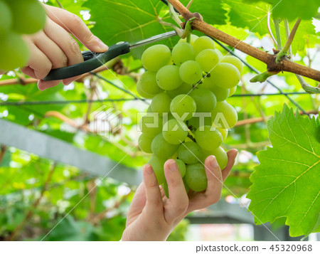 岡山縣亞歷山大麝香葡萄採摘 45320968