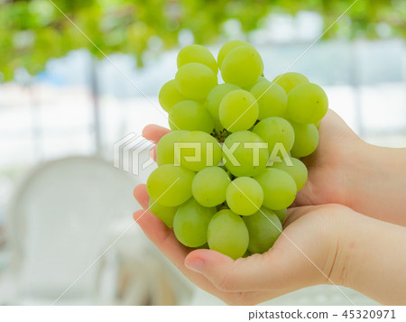 岡山縣亞歷山大麝香葡萄採摘 45320971