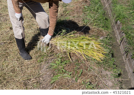 Rice reaping Rice reaping 45321021