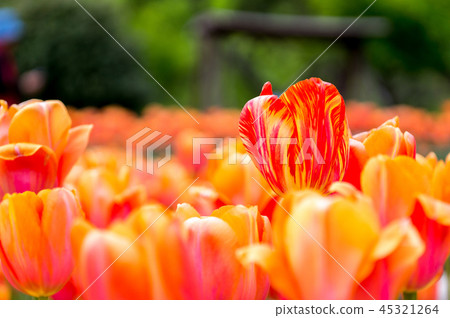 Orange yellow tulip Orange yellow tulip 45321264