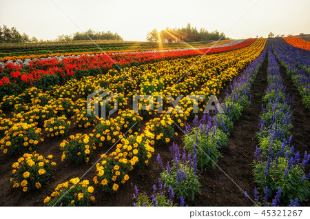 field of flowers in biei 45321267
