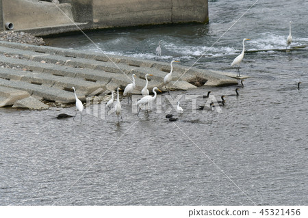 Heron, heron, Kawau, Joint, Fishing, Meal 45321456