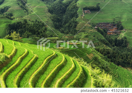 Longi rice terrace 45321632