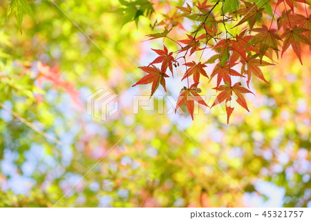 Persimmon forest-1 Persimmon forest-1 45321757