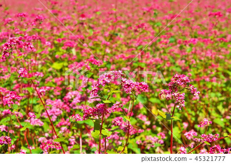 Red flower flowers 45321777