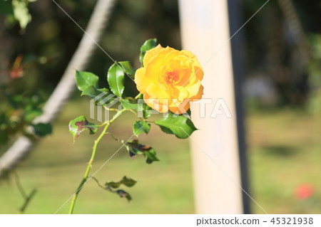 Rose flower Sahara 98 Rose flower Sahara 98 45321938