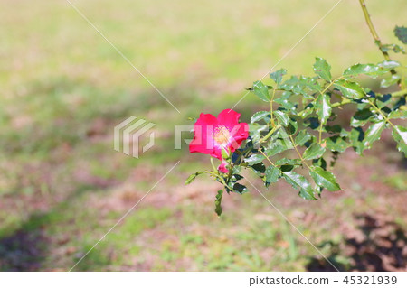 Rose flower Dortmund 45321939