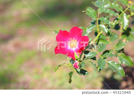 Rose flower Dortmund 45321940