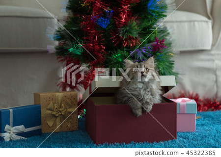 Cute kitten in christmas Cute kitten in christmas 45322385