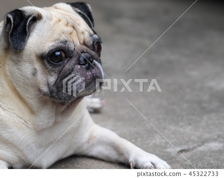portraits photo of a lovely white fat cute pug dog 45322733