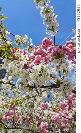 Pink and white flowers of spring cherry trees Pink and white flowers of spring cherry trees 45322936