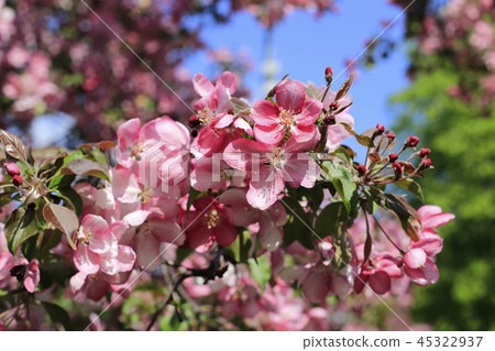 Branch of spring apple tree with beautiful flowers Branch of spring apple tree with beautiful flowers 45322937
