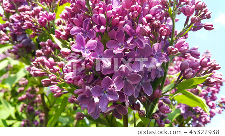 Beautiful bright spring flowers of lilac bush Beautiful bright spring flowers of lilac bush 45322938