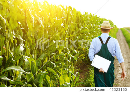Farmer with clipboard inspecting corn at field 45323160