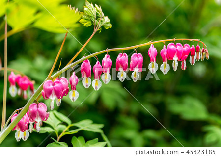 bleeding heart flower bleeding heart flower 45323185