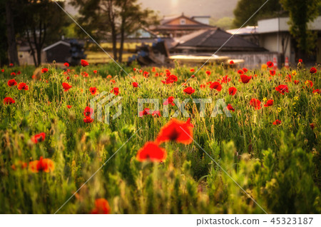 poppy flower field poppy flower field 45323187