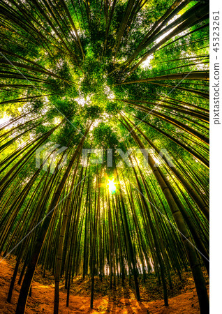 damyang bamboo forest 45323261