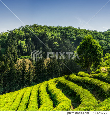 boseong green tea field boseong green tea field 45323277