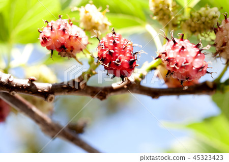 Mulberry fruit 45323423