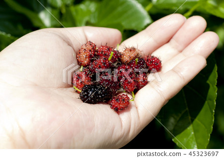 Mulberry fruit Mulberry fruit 45323697