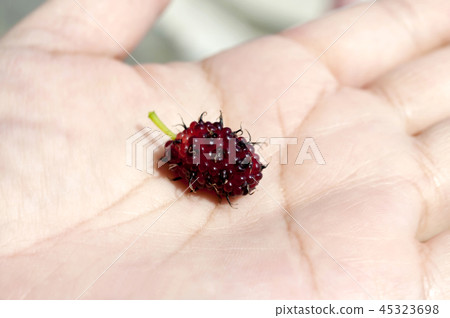 Mulberry fruit Mulberry fruit 45323698