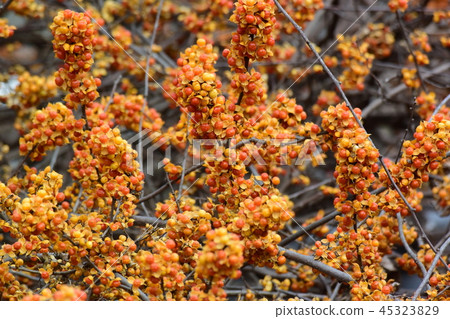 Tsuru-U-don (Background Material) Tsuru-U-don (Background Material) 45323829