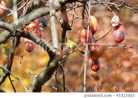 Eating salmon, white-eye 45323883
