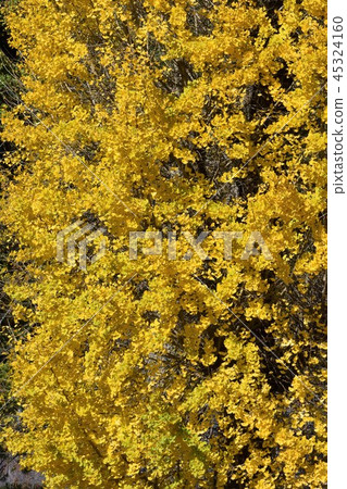 銀杏黃葉(背景材料) 銀杏黃葉(背景材料) 45324160
