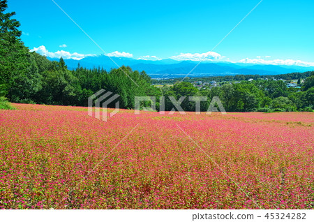 Red flower flowers 45324282