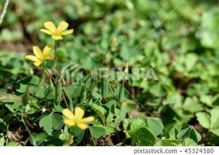 牛竹果實 45324380