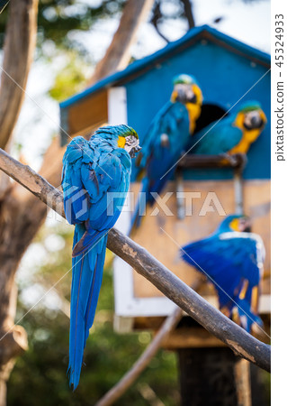 靛藍金剛鸚鵡金剛鸚鵡 45324933