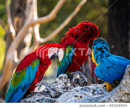 Indigo Kongo parrot macaws Macaws 45324934