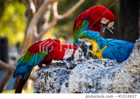 Indigo Kongo parrot macaws Macaws Indigo Kongo parrot macaws Macaws 45324937